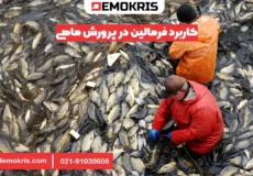 کاربرد فرمالین در پرورش ماهی - دموکریس