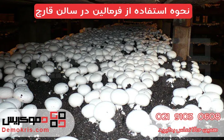 نحوه استفاده از فرمالین در سالن قارچ - دموکریس